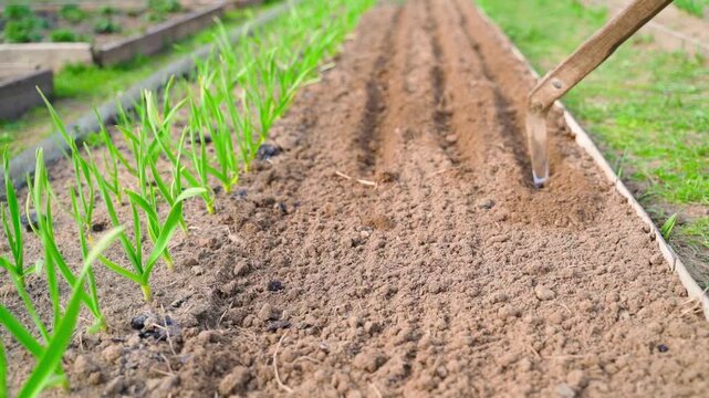 Making rows in garden bed with hoe for planting seeds next to growing garlic sprouts. Preparing soil furrows in spring vegetable garden
