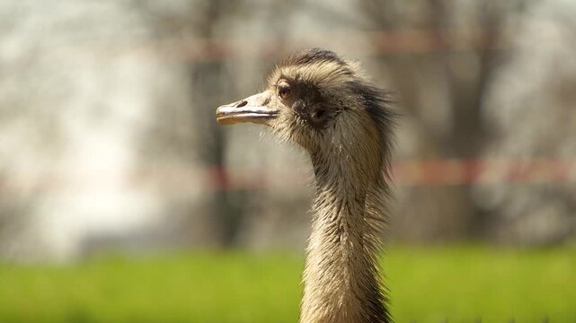 Close up Nandu or Rhea bird head standing and looking on a meadow on a sunny autumn day