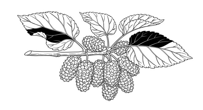 Black and white illustration of mulberry branch with leaves and fruit