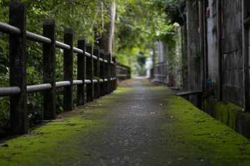 Obraz premium Moss-covered walkway in a quiet forest alley with soft natural light and shallow depth of field creating a calm atmospheric scene