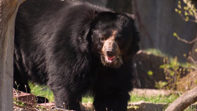 Close up  black Spectacled bear moving around rocks on a sunny summer day