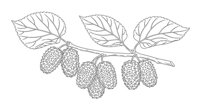 Line drawing of mulberry branch with leaves and ripe fruit on white background