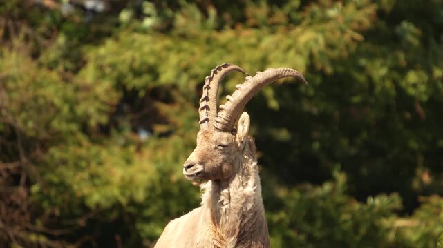 Close up of a young ibex buck standing on top of a rock looking around on a sunny and windy summer day
