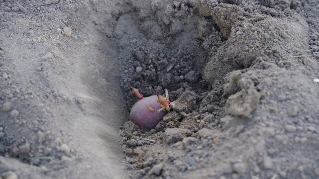Hand placing sprouted potato into moist garden bed soil close-up and covering it