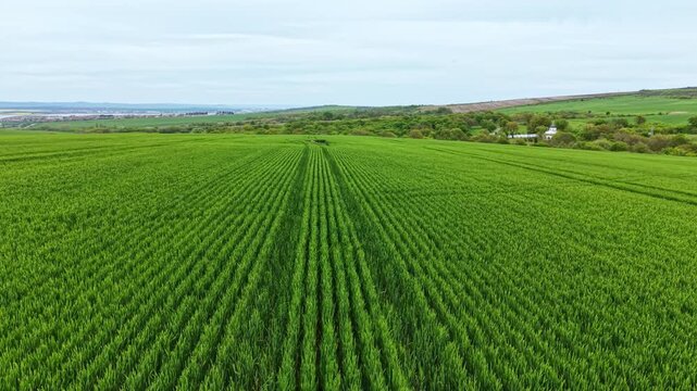 Rows of wheat plants grow in a large field under a cloudy sky. This is a spring day with green crops ready for harvest. The land stretches far with a distant view of hills and trees.