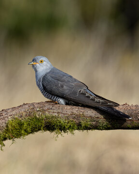 Male Common Cuckoo on Branch