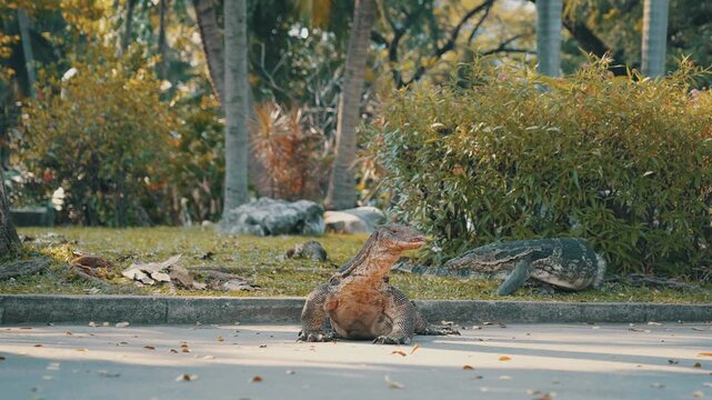 Beautiful footage of two huge lizards in a park in Bangkok.
