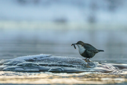 White-throated dipper, Cinclus cinclus