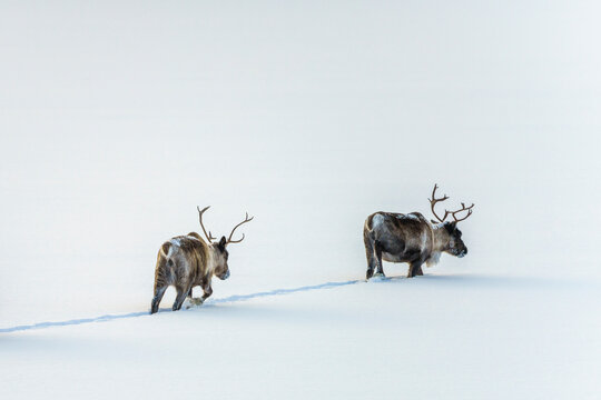 Reindeer, Rangifer tarandus