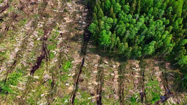 A dynamic drone shot rising from a top-down view of cut logs to reveal the surrounding forest.