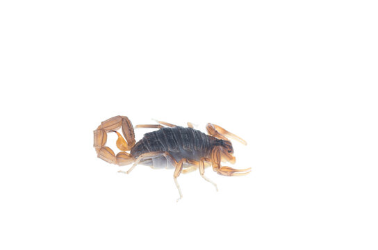 A juvenile scorpion Buthus cf. halius on white background, lateral view, Portugal