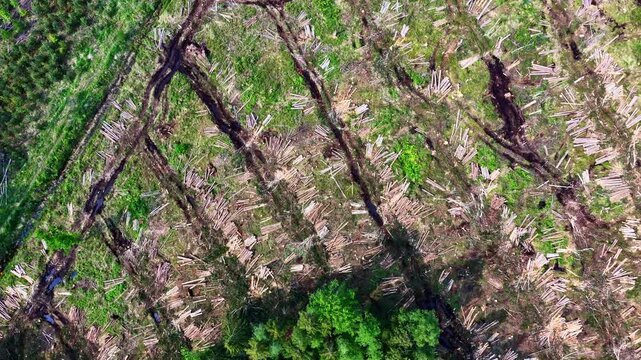 High-angle drone footage showing deep machinery ruts and scattered logs across a cleared forest.