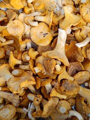 Fototapeta premium Detailed close-up of a pile of fresh chanterelle mushrooms. Bright yellow and orange wild edible fungi showing organic texture and ridges
