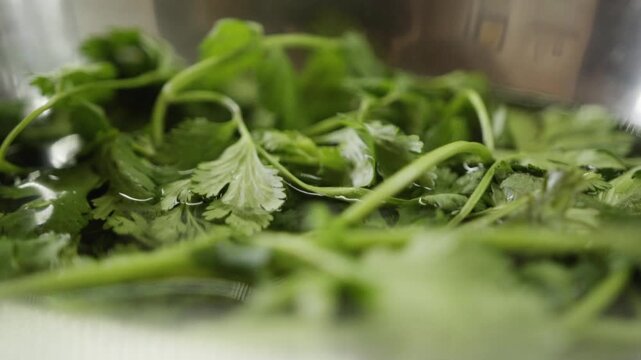 Close view of fresh cilantro leaves soaking in water inside metal bowl, natural green herbs prepared for cooking and healthy food preparation in kitchen