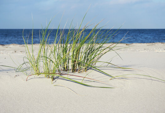 Baltic Sea Beach with Clouds and Sea Grass