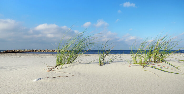 Baltic Sea Beach with Clouds and Sea Grass - Panorama