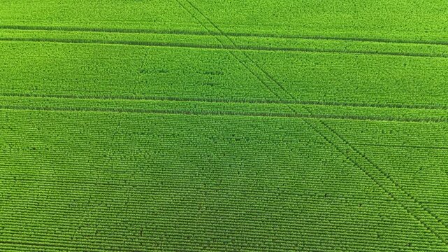 The wheat field stretches across the view, displaying neat rows and patterns. The sun illuminates the green plants, showing signs of growth and care.