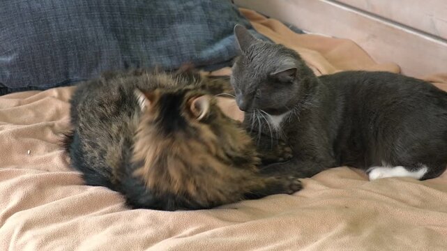 Two cats cuddling on white blanket at home. Cute domestic striped friendly cats. 2 sleepy kittens washing comfortably. Family couple feline resting together. Happy tabby beautiful pets in love hugging