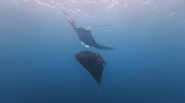 Reef manta ray swimming under water surface with remora fish