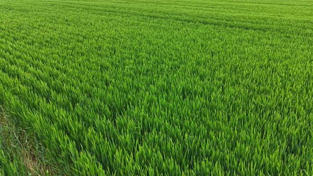 Wheat field shows rows of green plants growing strong under sunlight. The field stretches far and is ready for harvest in a few months. Clear sky adds to the bright scene.