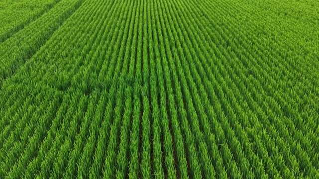 Rows of tall green wheat plants fill the field under clear blue sky during daytime. The plants are arranged in organized lines, showing the growth of crops.