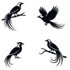 Fototapeta premium Bird of paradise silhouettes in flight and sitting on branches