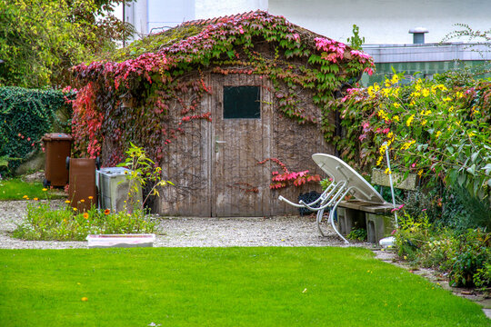 Wooden garden shed covered with red autumn ivy leaves. Scenic backyard in Memmingen with colorful fall foliage, yellow flowers and green lawn, Bavaria, Germany.