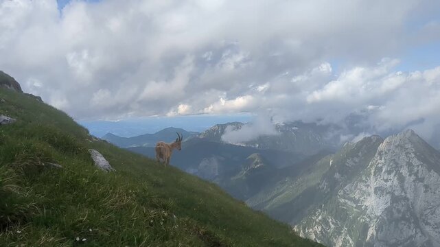 Wild chamois standing on green alpine meadow surrounded by high mountains.