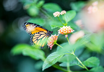 Obraz premium Monarch butterfly feeding on colorful lantana flowers, macro wildlife photography with bokeh background