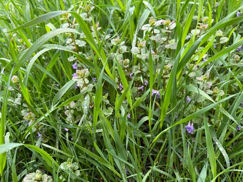 Meadow green grass and purple wildflowers after rain.