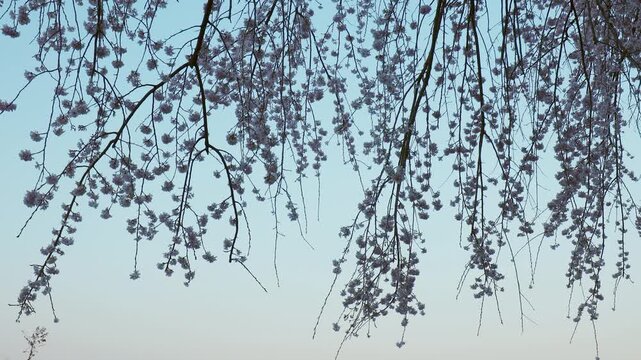 夕暮れ時の風に揺れる枝垂れ桜の枝