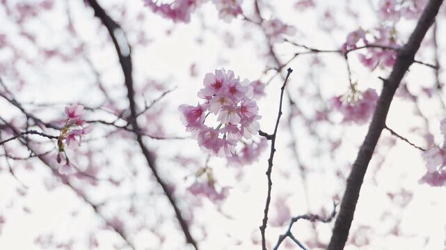 曇りの桜の花　シャローフォーカス