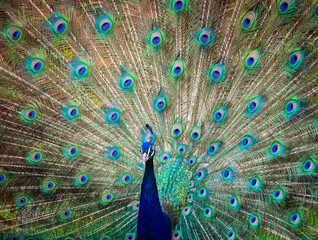 Fototapeta premium Male peacock displaying full fan of colorful tail feathers, vibrant wildlife portrait photography