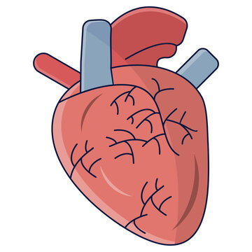 Human Heart