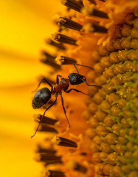Ant on sunflower