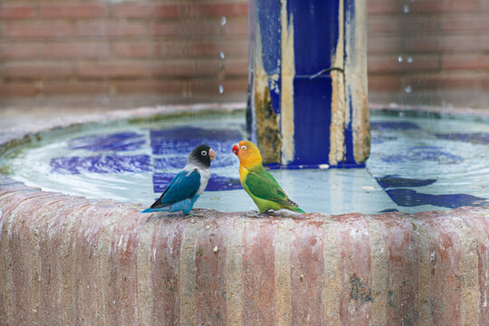 Two colorful lovebirds perched on the edge of a small tiled fountain with dripping water, outdoor brick background, calm wildlife moment.