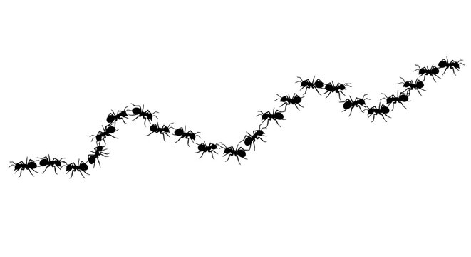 A trail of ants marching in line on a surface outdoors