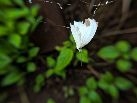 Leptosia nina, better known by the common name Psyche butterfly or in local language is also called Kebon Java butterfly.