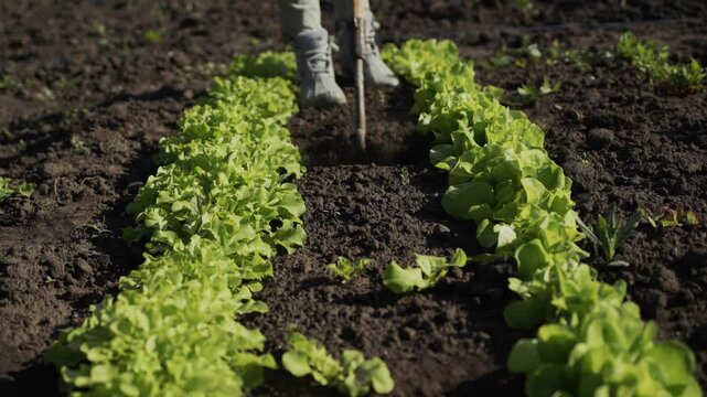 Gardener weeding garden rows with hoe to cultivate young green lettuce plants in organic soil outdoors.