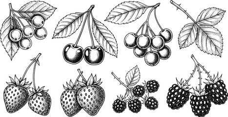Hand drawn black and white berry vector set. Includes cherries, strawberries, blackberries, and leaves. Perfect for fruit illustrations, botanical designs, packaging, and menu artwork. © SNOW EVA