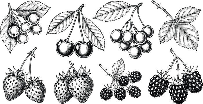 Hand drawn black and white berry vector set. Includes cherries, strawberries, blackberries, and leaves. Perfect for fruit illustrations, botanical designs, packaging, and menu artwork.