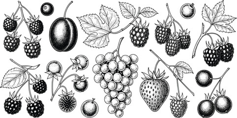 Hand drawn black and white berry and fruit vector set. Includes cherries, strawberries, blackberries, raspberries, grapes, and leaves. Perfect for fruit illustrations and packaging design. © SNOW EVA