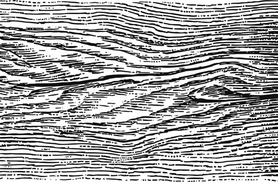 black and white wood texture pattern with detailed grain lines and natural abstract design