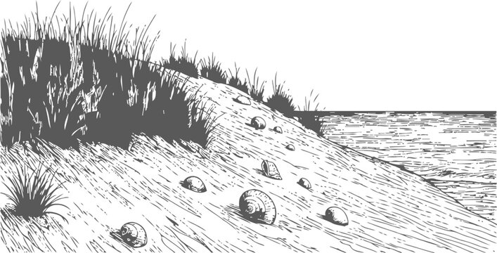 Seashells scattered on sandy beach shoreline with grass growing on dunes, ocean background