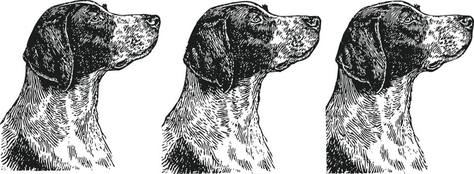 Three vintage hunting dog head illustrations pointer breed profile set classic black and white animal art