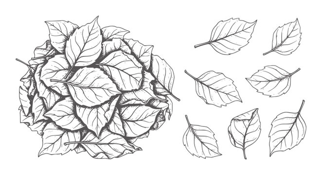 Pile of autumn leaves and scattered individual leaves in style leaf botanical