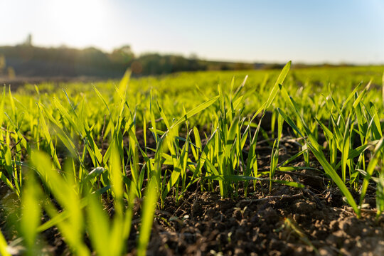 Winter wheat plants are seen rising from the soil in a field at sunrise with clear blue sky above