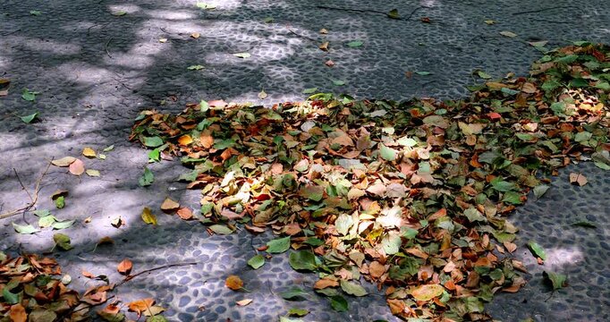 Sunlight filters through the leaves, creating dappled shadows on the leaf litter pebble ground.