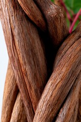 Fototapeta premium Detailed closeup of intertwined vine trunks and textured bark for natural texture background and wood study