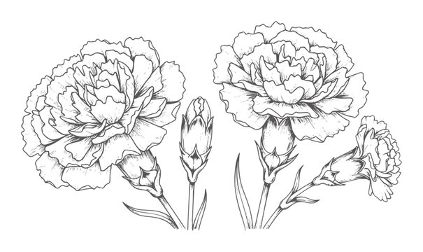 Black and white of carnation flowers and buds botanical floral